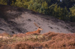Edelhert bij Kruiponder (foto Anja Brinkhuis)